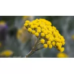 Kocanka - właściwości, zastosowanie i przeciwwskazania