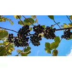 Aronia - właściwości i zastosowanie