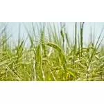 Młody (zielony) jęczmień - jakie ma właściwości oraz przeciwwskazania do spożycia?