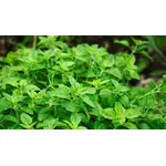 Oregano (olejek z oregano) - właściwości, zastosowanie i dawkowanie