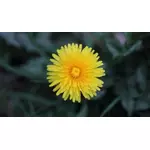 Mniszek lekarki - właściwości, zastosowanie, przeciwwskazania