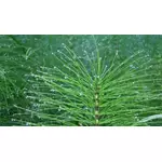 Skrzyp polny – właściwości, zastosowanie, parzenie i przeciwwskazania