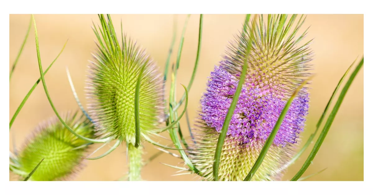 Szczeć pospolita - właściwości, zastosowanie i przeciwwskazania