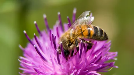 Mleczko pszczele - co to jest, jakie ma właściwości, jak stosować?