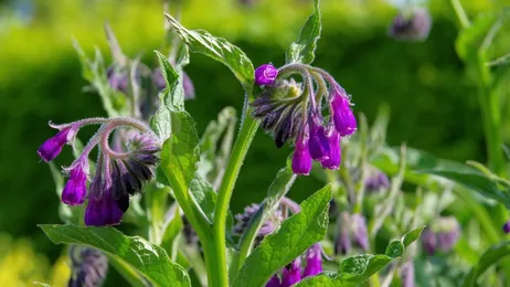 Żywokost lekarski – jakie są jego właściwości i zastosowanie?