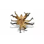 Czarci pazur - właściwości, zastosowanie i przeciwwskazania