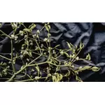 Jemioła - właściwości lecznicze i zastosowanie