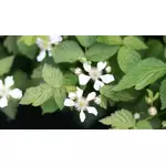 Miód malinowy - jak go rozpoznać, jakie ma właściwości i zastosowanie?