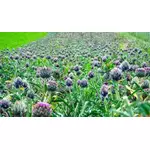 Karczoch zwyczajny (cynara scolymus) - właściwości, zastosowanie i przeciwwskazania