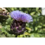 Zioła i dieta na stłuszczoną wątrobę