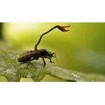 Kordyceps - co to jest, jakie ma właściwości, jak stosować?