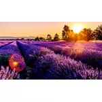 Olejek lawendowy – właściwości i zastosowanie