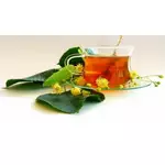 Lipa - właściwości lecznicze i zastosowanie