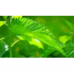 Pokrzywa zwyczajna (urtica dioica) - jakie ma właściwości i zastosowanie lecznicze, jak ją dawkować?