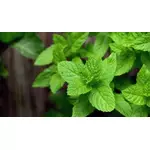 Mięta - jej rodzaje, właściwości, zastosowanie i przeciwwskazania