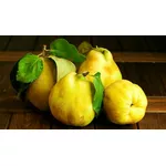 Pigwa - jak wygląda, jakie ma właściwości i przeciwwskazania?