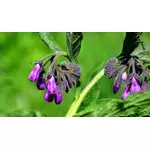 Jak stosować olej żywokostowy z gojnikiem?