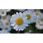 Rumianek - właściwości lecznicze, zastosowanie i przeciwwskazania