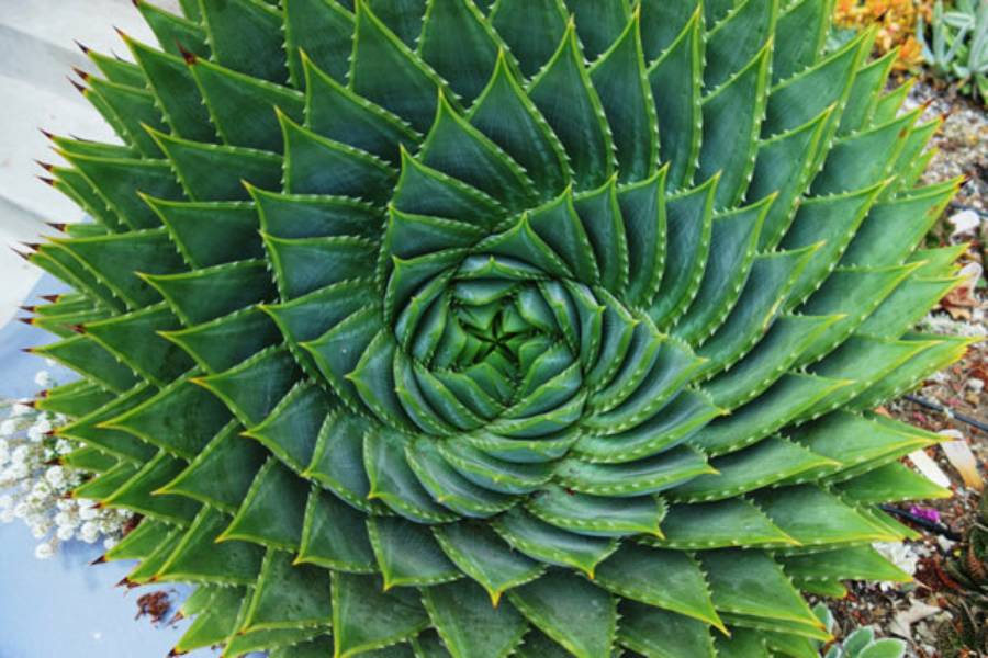 Aloes uzbrojony - waciwoci lecznicze i zastosowanie | iZielnik.pl