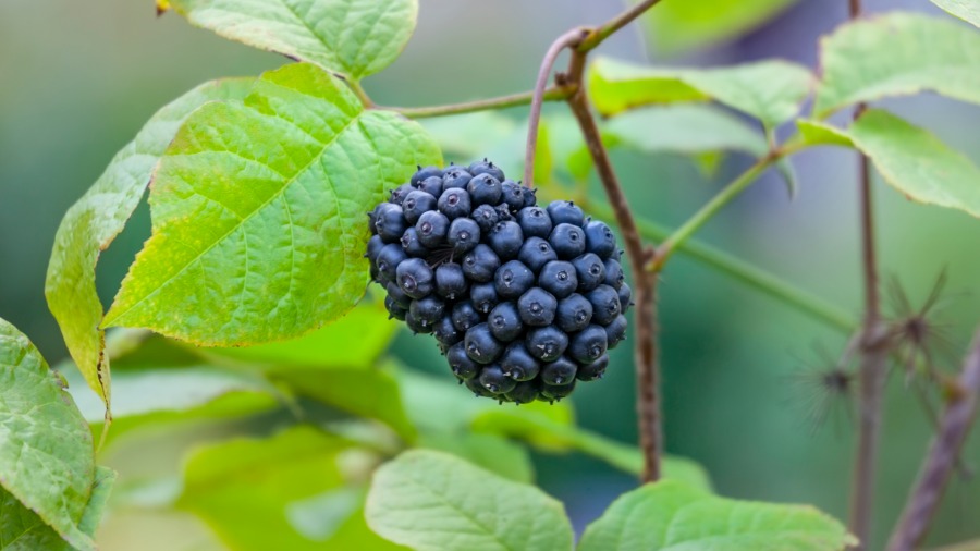 Eleuterokok kolczasty - zioła na pamięć i koncentrację | iZielnik.pl