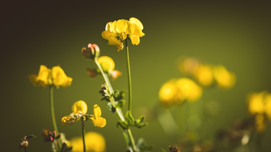 Kozieradka pospolita- zioła na pamięć i koncentrację | iZielnik.pl