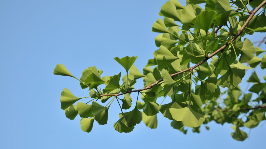 Miłorząb japoński - zioła na pamięć i koncentrację | iZielnik.pl