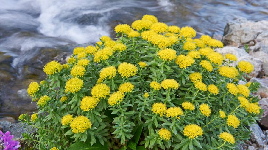 Różeniec górski- zioła na pamięć i koncentrację | iZielnik.pl