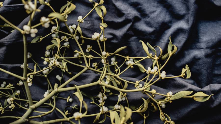 Jemioła - właściwości lecznicze i zastosowanie | iZielnik.pl