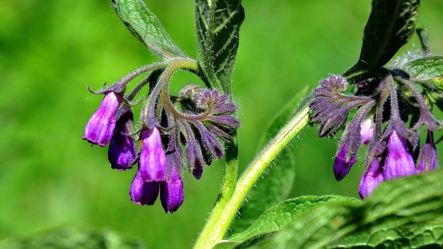 Żywokost - olej żywokostowy z gojnikiem | iZielnik.pl