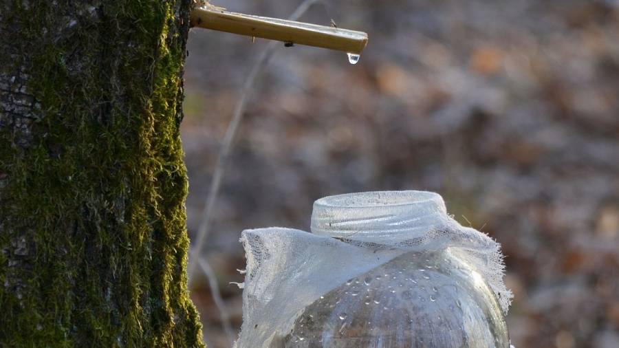 Sok z brzozy - na co stosować, jak pić i przechowywać? | iZielnik.pl