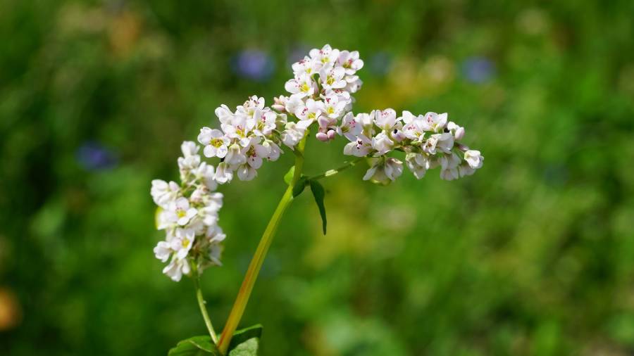 Kwiaty gryki, czyli z czego powstaje miód gryczany? | iZielnik.pl - sklep zielarski