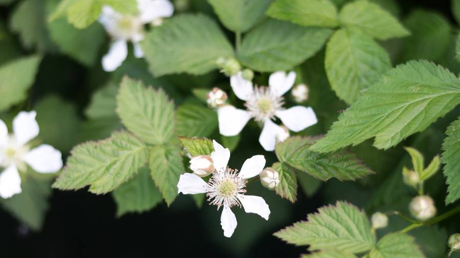 Kwiaty maliny, czyli jak powstaje miód malinowy? | iZielnik.pl