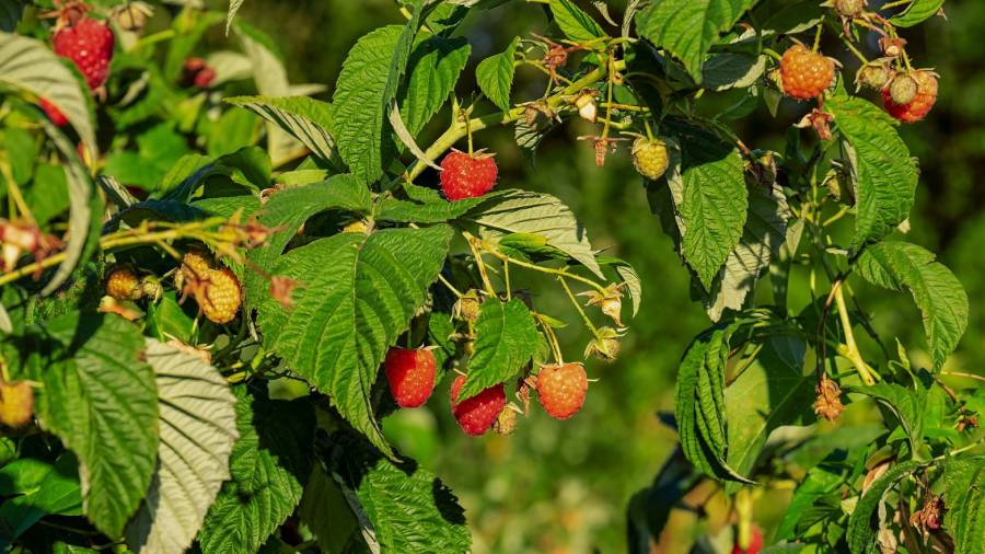 Maliny na krzewie, czyli jak powstaje miód malinowy? | iZielnik.pl
