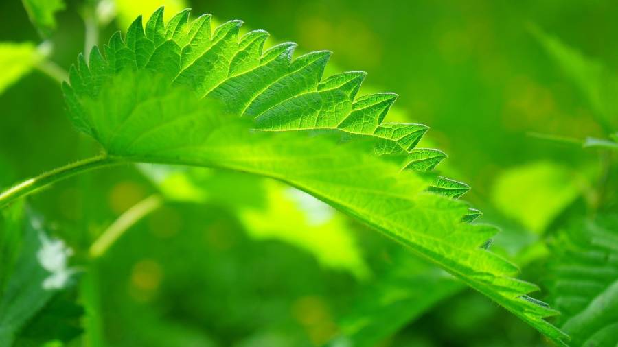 Pokrzywa zwyczajna - właściwości i zastosowanie lecznicze? | iZielnik.pl