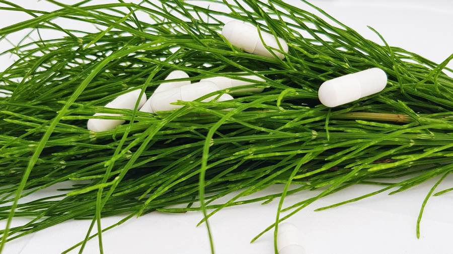 Skrzyp polny w tabletkach - właściwości i zastosowanie skrzypu | iZielnik.pl