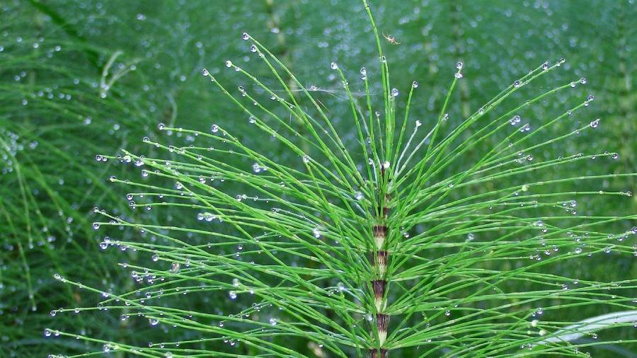 Jak wygląda skrzyp polny? | iZielnik.pl