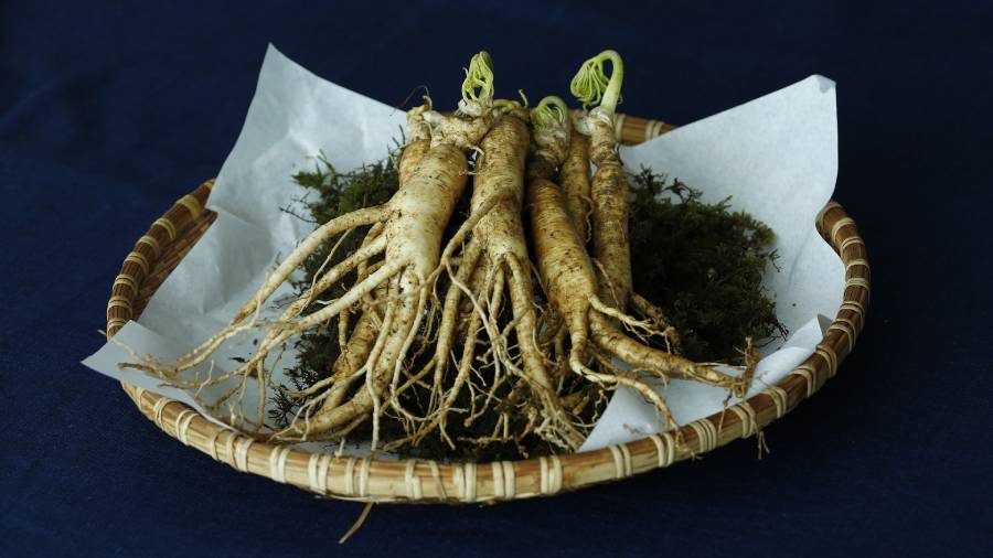 Żeń-szeń - rodzaje, właściwości, dawkowanie i przeciwwskazania | iZielnik.pl