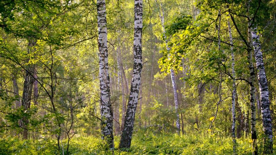 Brzoza - właściwości i zastosowanie liści, kory i pączków brzozy | iZielnik.pl