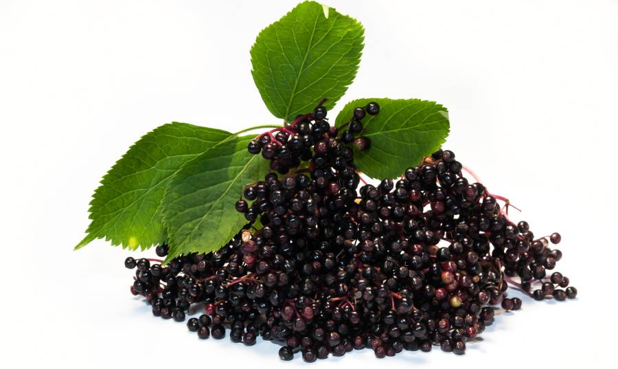 Czarny bez - właściwości i zastosowanie | iZielnik.pl