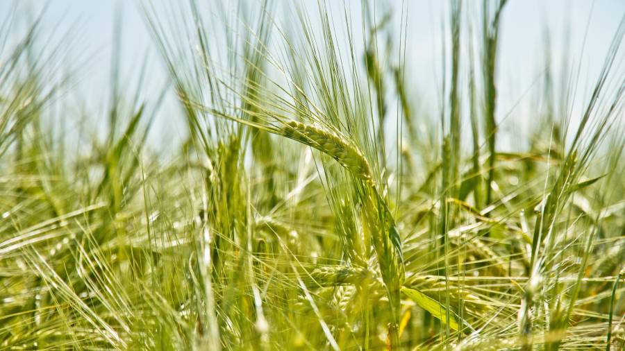 Zielony jęczmień - jak wygląda, co to jest i jakie ma właściwości | iZielnik.pl