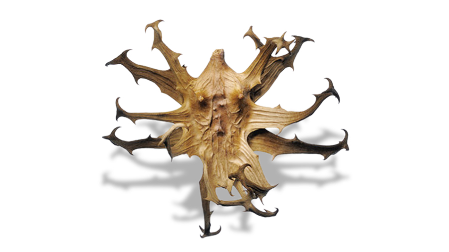 Czarci pazur - właściwości, zastosowanie i przeciwwskazania | iZielnik.pl