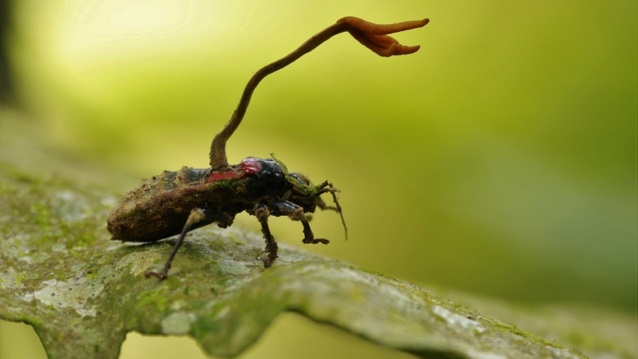 Co to jest kordyceps? | iZielnik.pl