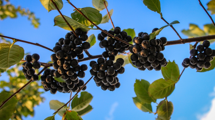 Aronia - właściwości i zastosowanie